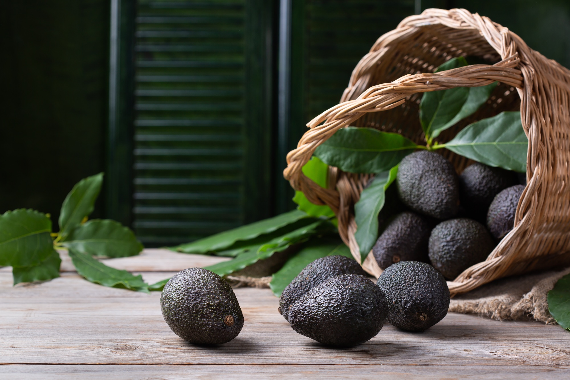 Basket with fresh organic avocados, harvesting, picking